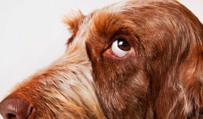 10 собачьих "почему?", или Всё, что вы хотели знать о лучшем друге человека (11 фото)
