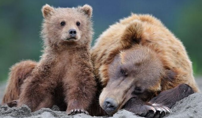 Бурые медведи (29 фото)