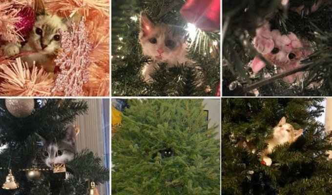 Коты которые подарят вам порцию новогоднего настроения (15 фото)