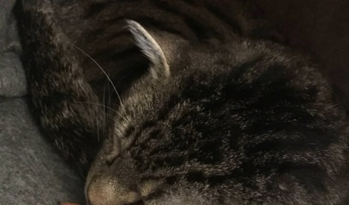 Приютский застенчивый кот спрятался от посетителей, но его нашли и усыновили (5 фото)
