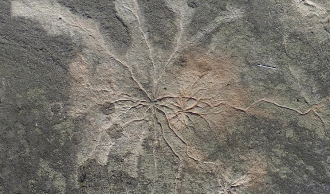 Ученые нашли древнейший ископаемый лес на планете (2 фото)
