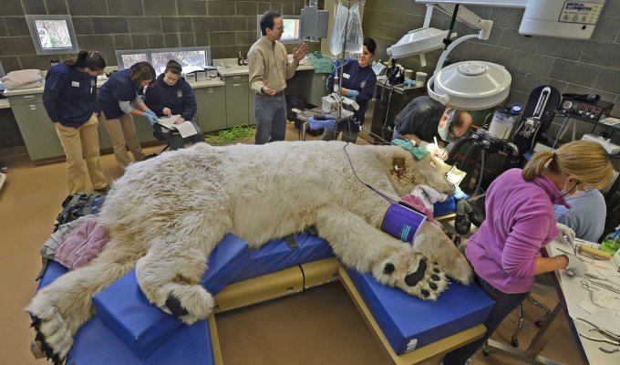 Как лечат крупных животных (28 фото)