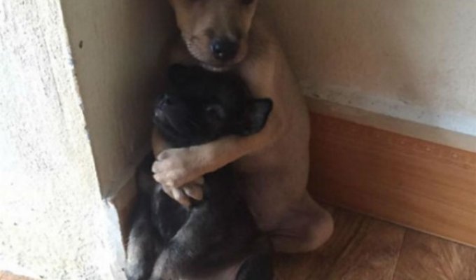 После того как щенков спасли они не могут перестать обниматься (8 фото)