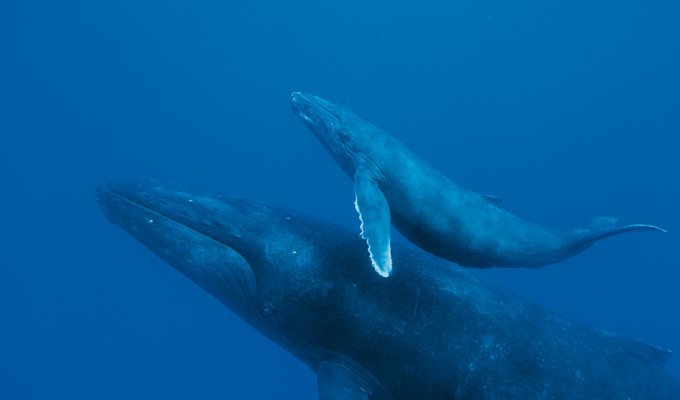 Жизнь горбатых китов на Гавайях (14 фото)