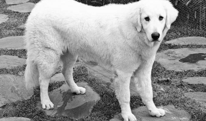 Топ 10 самых большых пород собак в мире (10 фото)