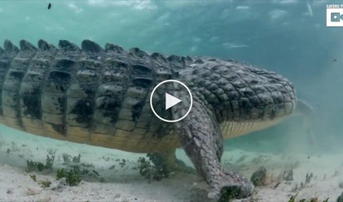 Туристы плавают с крокодилами