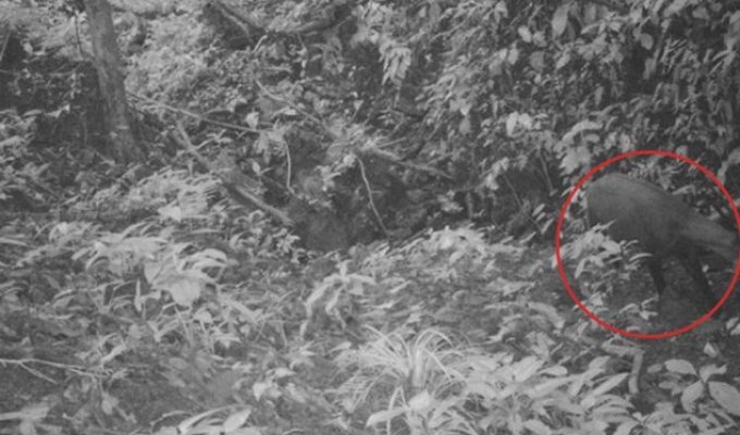 Во Вьетнаме удалось обнаружить редчайшее млекопитающее — азиатского единорога (4 фото)