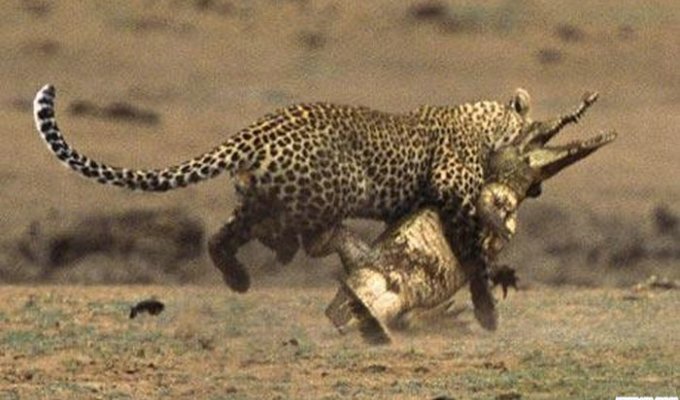  Леопард отобедал крокодилом (8 фото)