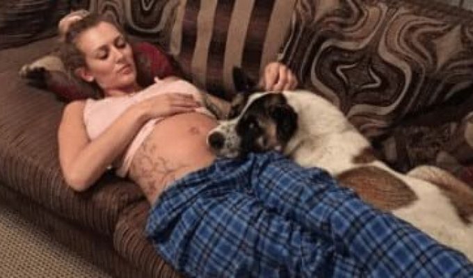 Собака почувствовала проблемы со здоровьем у беременной хозяйки
