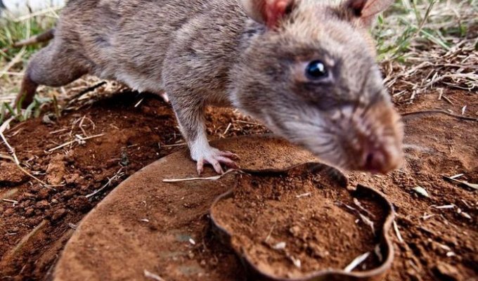 Крысы-саперы спасают Мозамбик (7 фото)