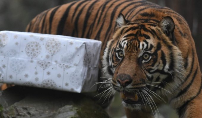 Merry Christmas, мистер Тигр! Как жители зоопарков открывали подарки (18 фото)