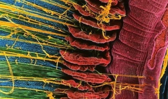 Эти 18 фото человеческих органов под микроскопом удивят вас