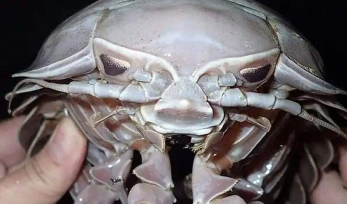Исследователи обнаружили в индонезийских водах сверхгигантского «морского таракана» (3 фото)