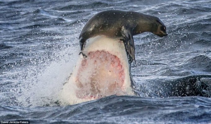 На волосок от смерти – счастливый день для тюленя (15 фото)
