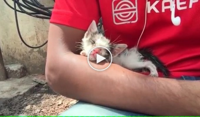 Спасенный котенок спустя 3 месяца. Удивительное преображение благодаря любви и заботе