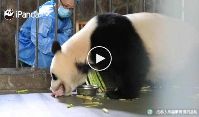 Панда, которая не меняет своих привычек