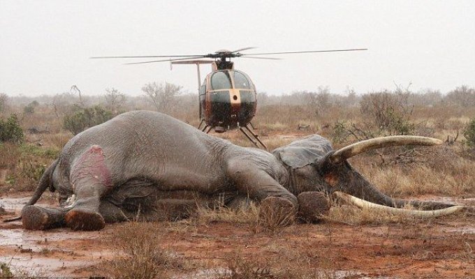 Спасение слона, раненного ядовитой стрелой (7 фото)