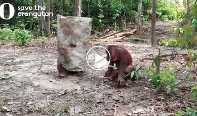 Веселый орангутан делает все возможное, чтобы заставить друзей поиграть с ним