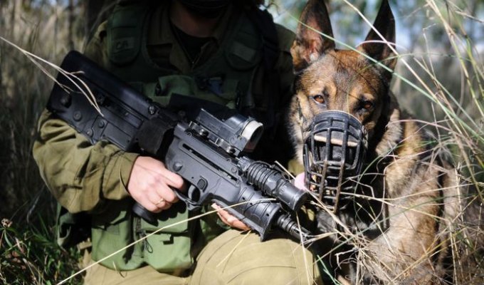 Переноска тактических собак в израильской армии (3 фото)
