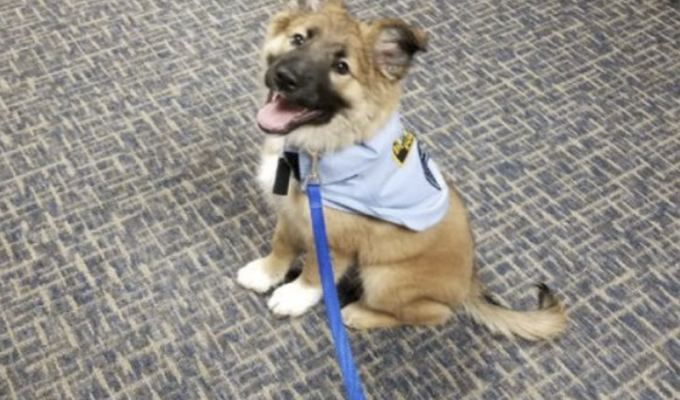 Очаровательный щенок получили в полиции должность "Офицер для обнимашек" (3 фото)