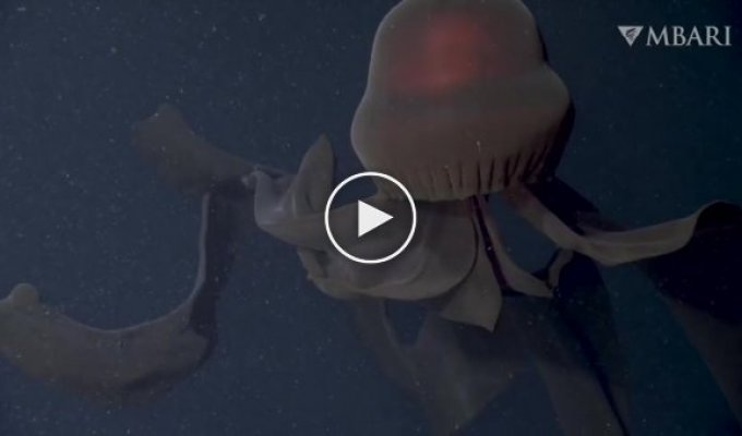 Редчайший глубоководный подводный обитатель попал на камеру