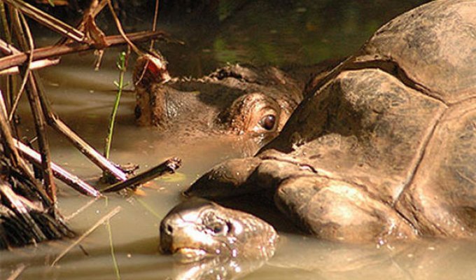 Осиротевший бегемотик подружился со 130-летней черепахой (8 фото)