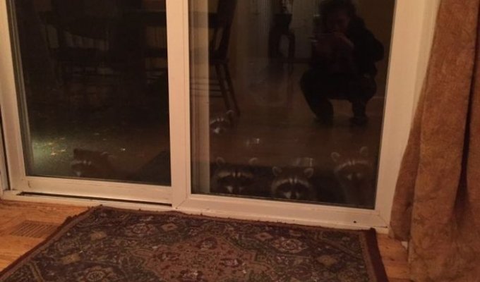 Американка рассказала о семье енотов, которая ежедневно приходит к ней в гости (3 фото + видео)