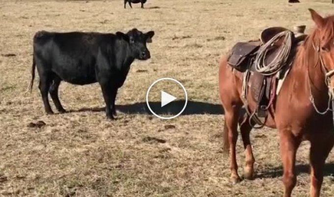Лошадь оберегает пастуха от нападок коровы, защищающей своего теленка