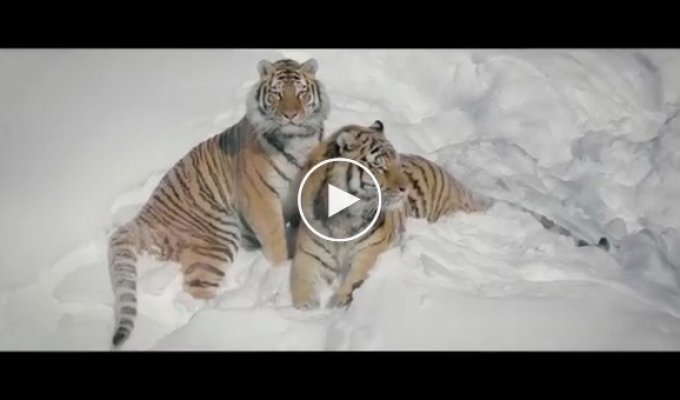 Реакция тигров на дроны