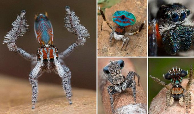 В Австралии обнаружен самый красивый в мире паук (11 фото)