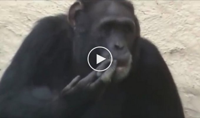 Курящий шимпанзе в зоопарке Северной Кореи 