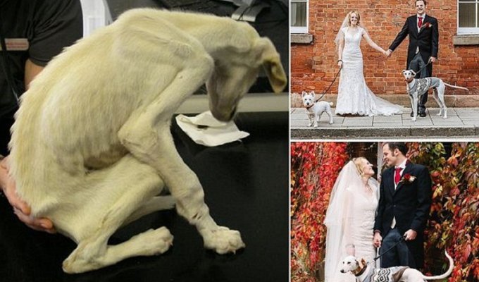 Самый истощенный в мире пес отъелся и стал свидетелем на свадьбе! (7 фото + 1 видео)