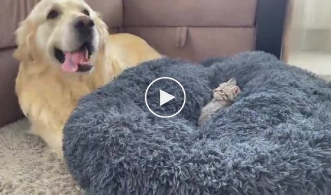 Собака пытается объяснить маленькому котику, что это его кровать
