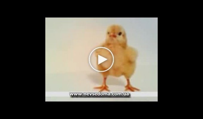 Танцующий цыпленок