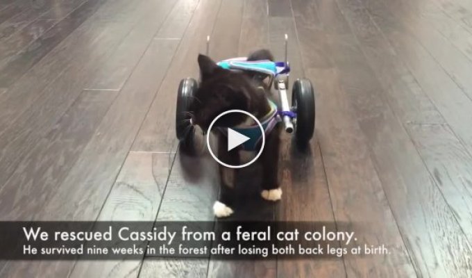 В Канаде безногому котенку подарили инвалидную коляску