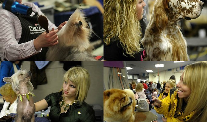Выставка собак кинологического клуба Вестминстер 2011 (30 фото)