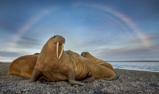 Восточное побережье Таймыра. Встреча с моржами (49 фото)