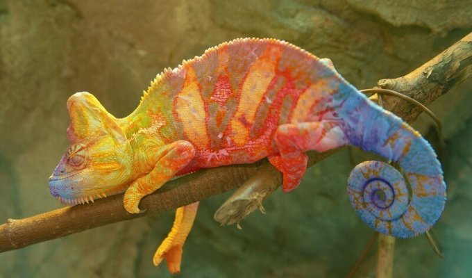 Хамелеоны никогда не меняют свой цвет в зависимости от окружающего фона (1 фото)