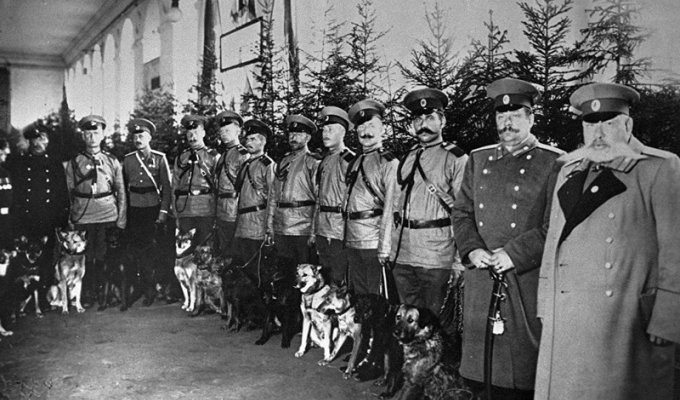 Мохнатая служба: собаки на страже порядка и безопасности (17 фото)