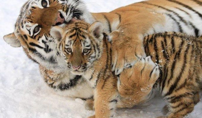 Тигры родились (4 фото)