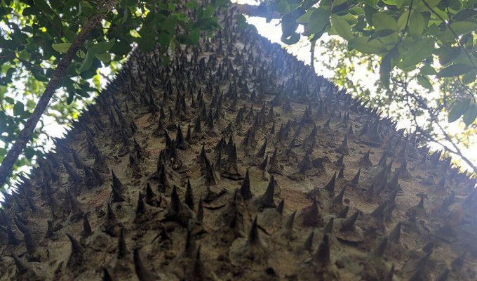 Дерево-динамит, одно из самых опасных на планете (5 фото)