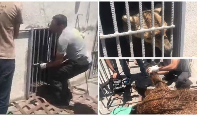 Освобождение медведей из зоопарка в Армении (5 фото + 1 видео)