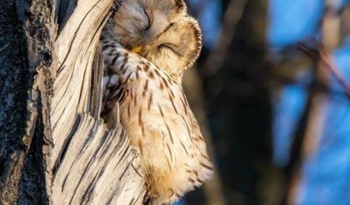 Петербуржцам показали потрясающие снимки спящей совы на Елагином острове (3 фото)