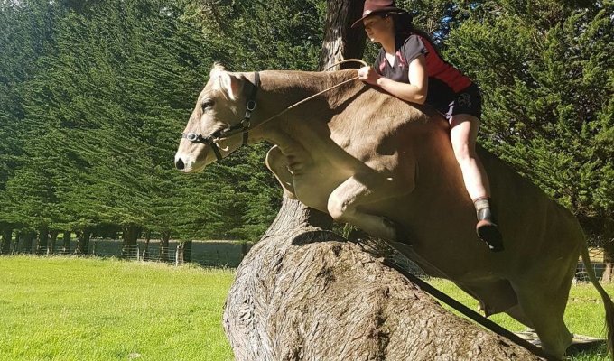 Эта корова из Новой Зеландии думает, что она — лошадь. А почему бы и нет! (8 фото)