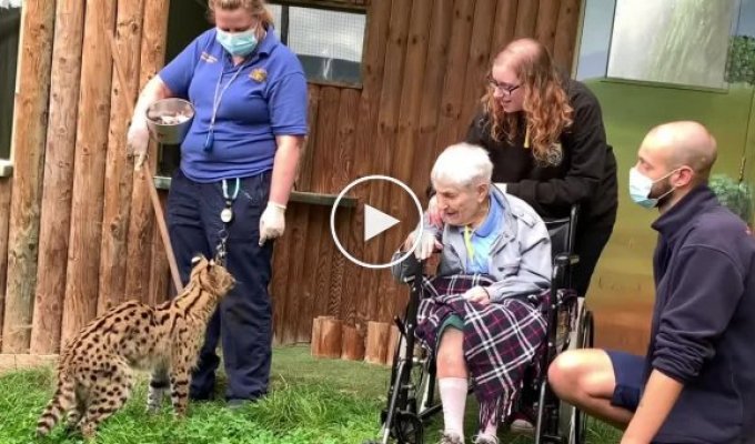 100-летняя женщина всю жизнь мечтала встретить сервала, и ее мечта сбылась