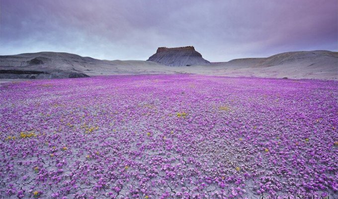Цветущая пустыня Анза-Боррего (17 фото)