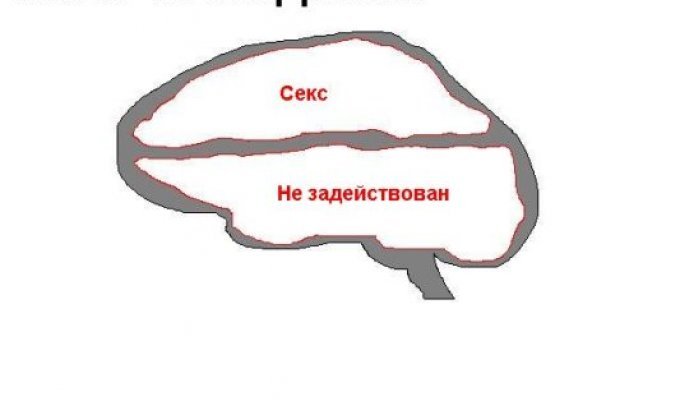 О мозгах (3 фото)