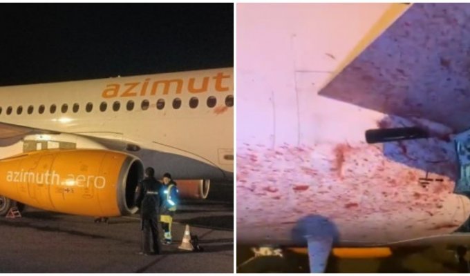 Сотрудники аэропорта показали последствия столкновения пассажирского самолета с косулей (4 фото + 1 видео)