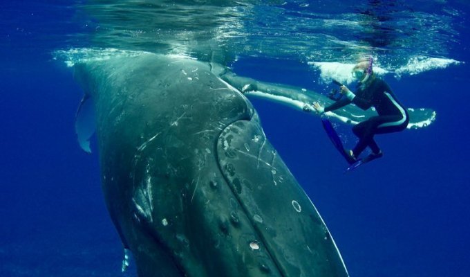 50-тонный горбатый кит защитил дайвера от тигровой акулы, и она записала это на видео (5 фото + 1 видео)