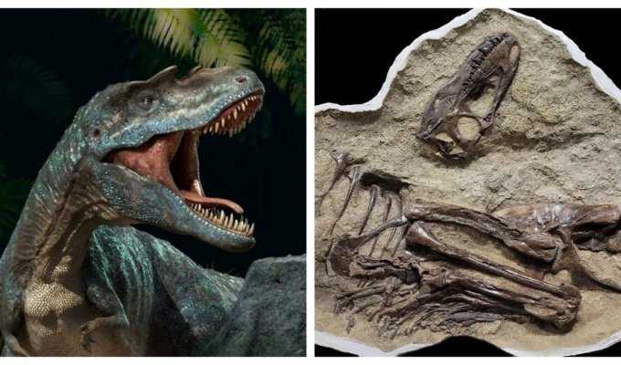 Последняя трапеза динозавра возрастом 75 млн лет (7 фото)